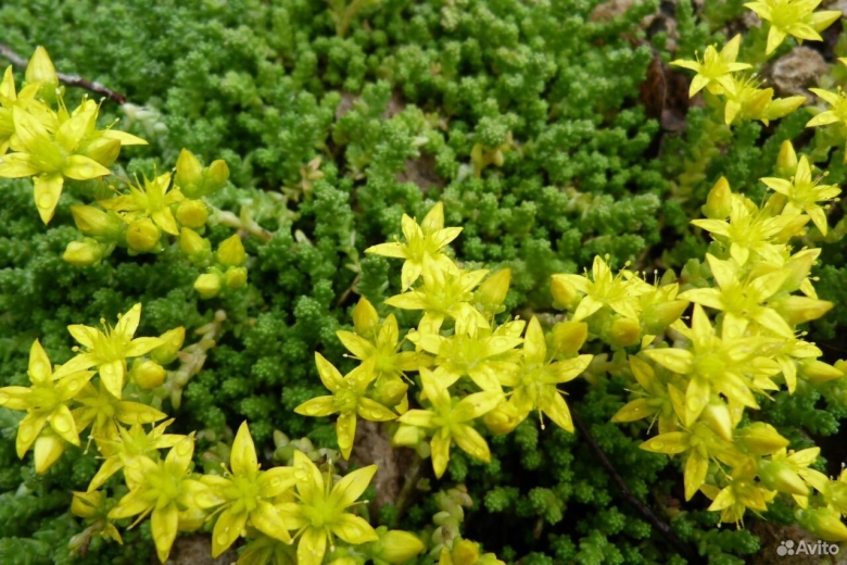 Очиток едкий Толстянковые