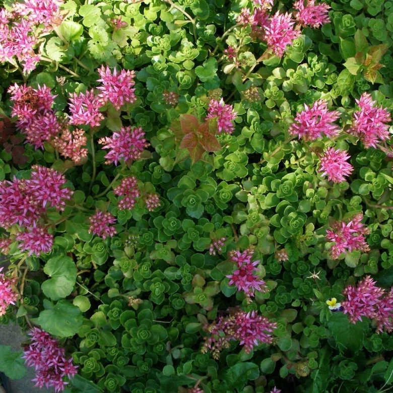 Очиток ложный Розеум