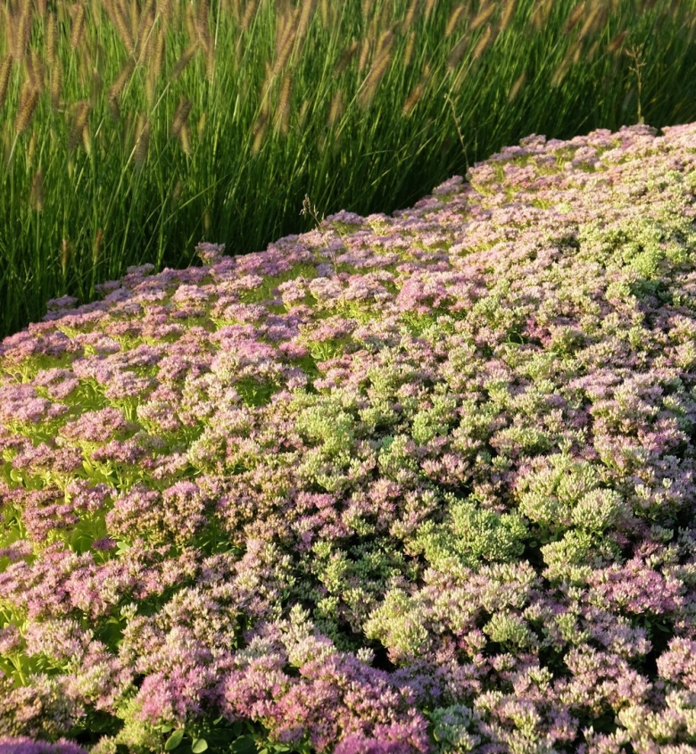 Почвопокровные многолетники Очиток тимьян