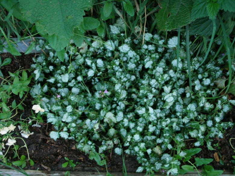 Почвопокровник яснотка