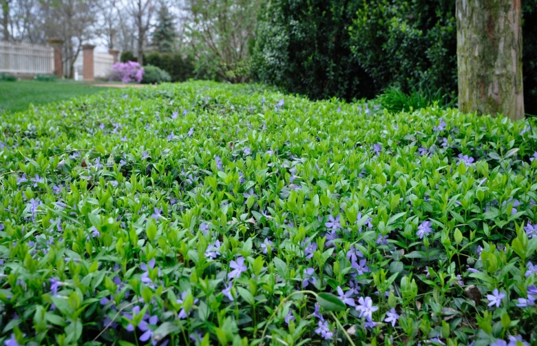 Барвинок малый почвопокровный