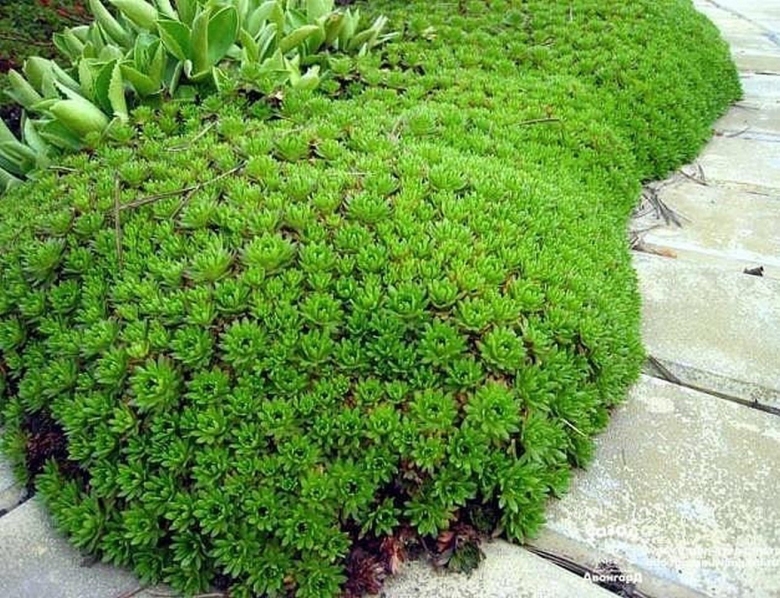 Камнеломка Арендса Schneeteppich