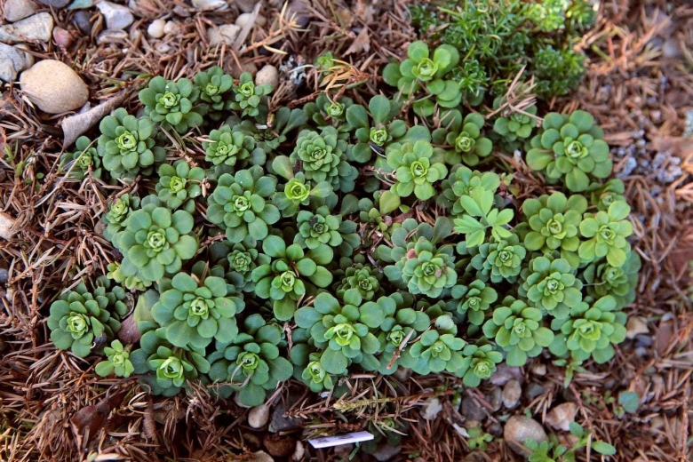 Очиток толстоветвистый - sedum pachyclados