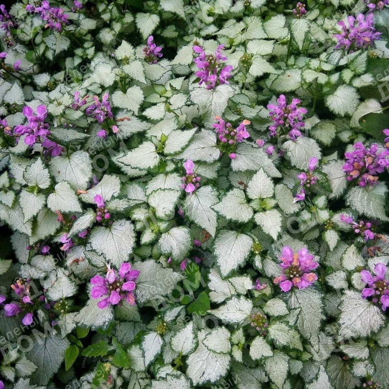 Зеленчук яснотка