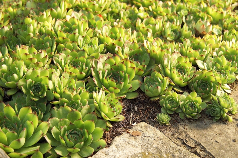 Sempervivum caucasicum