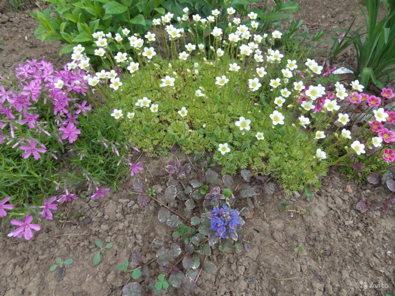Почвопокровные многолетники Флоксы