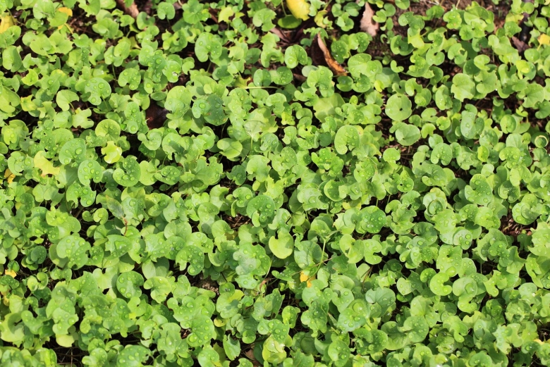 Сорняк Мшанка ползучая