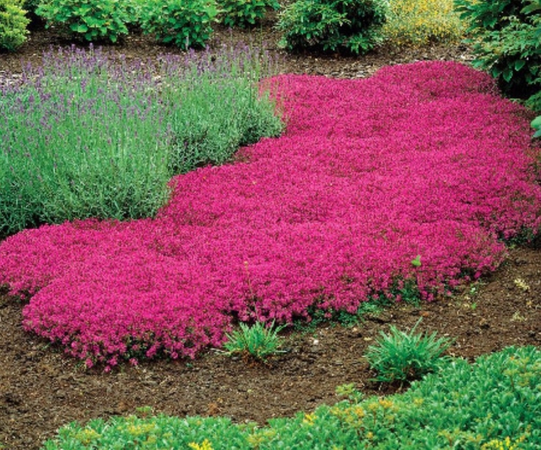 Тимьян ползучий Мэджик карпет