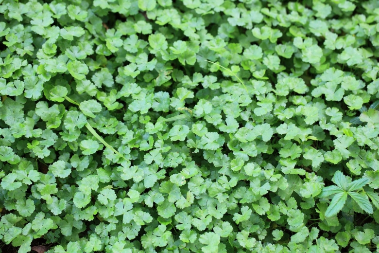 Клевер почвопокровный