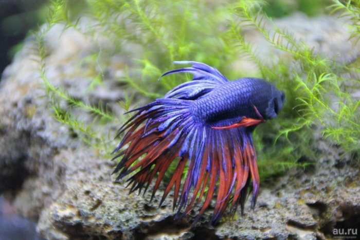 Петушок коронохвостый аквариумная рыбка