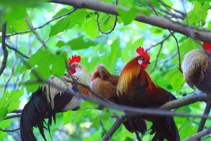 Банкивские джунглевые курицы