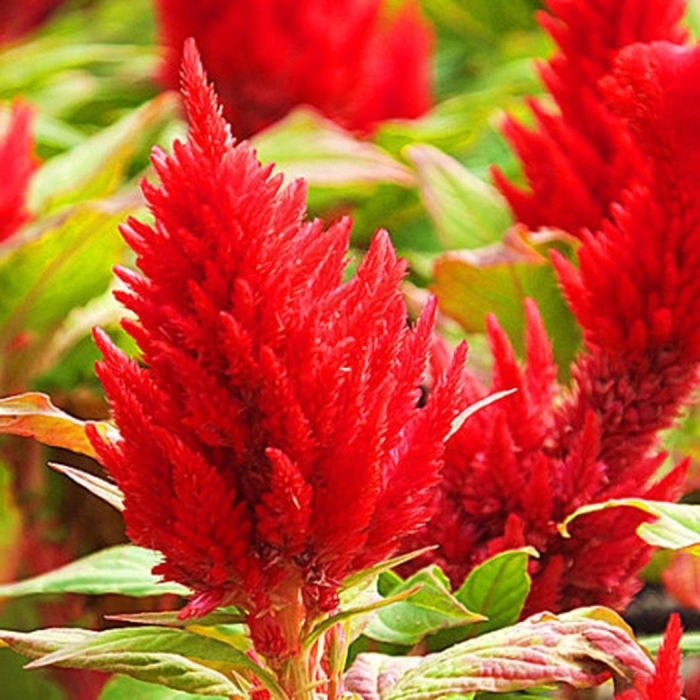 Целозия метельчатая гребенчатая