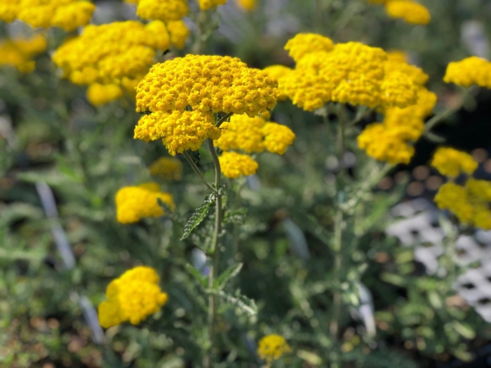 Тысячелистник таволговый (achillea filipendulina &#96;coronation gold&#96;)