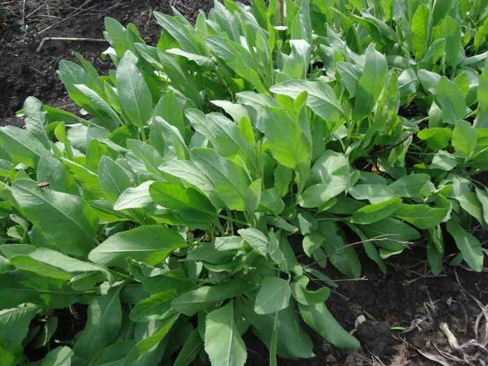 Бальзамическая мята кануфер