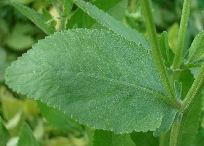 Stevia rebaudiana