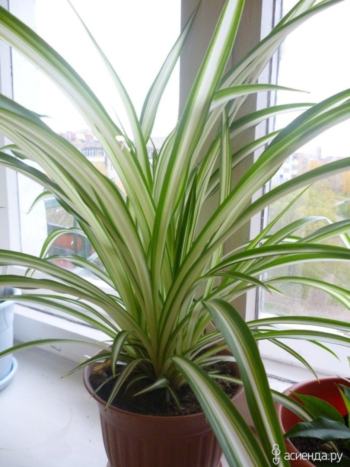 Лиственные комнатные растения