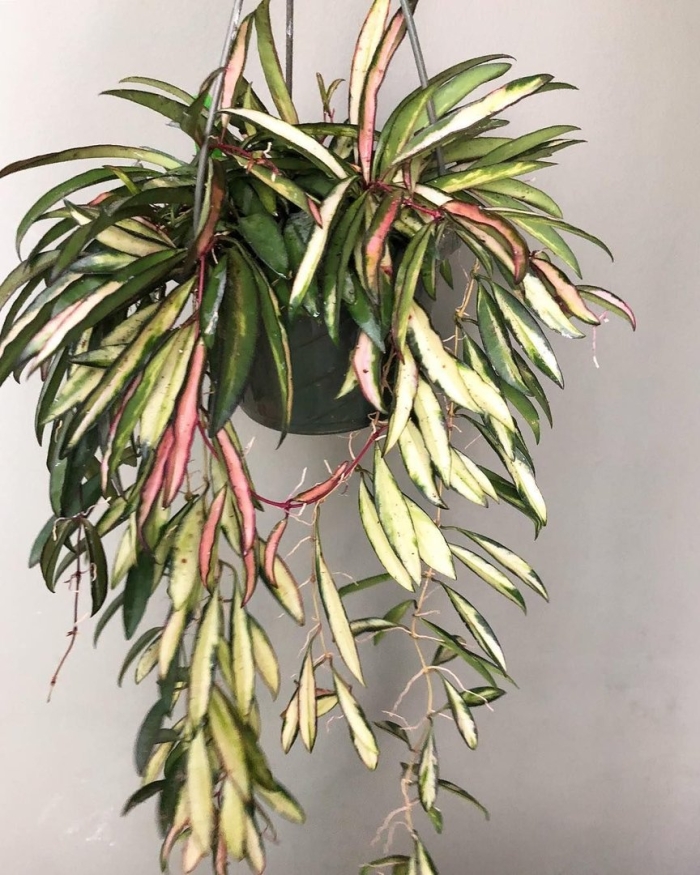 Хойя kentiana variegata