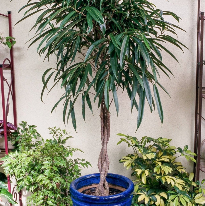 Фикус али бенедикта