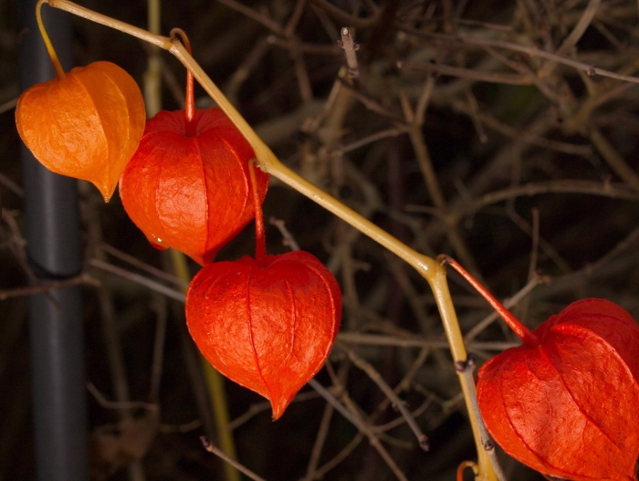 Ягода физалис съедобная