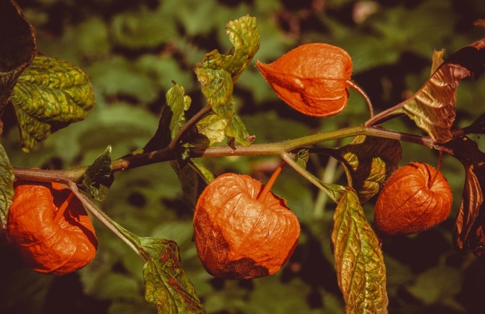 Ягода физалис