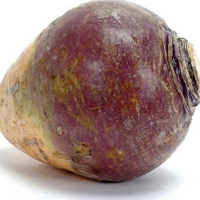 Брюква (brassica napus)