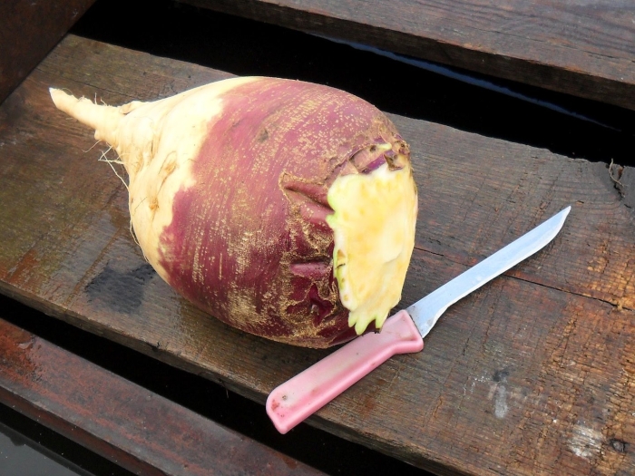 Брюква куузику