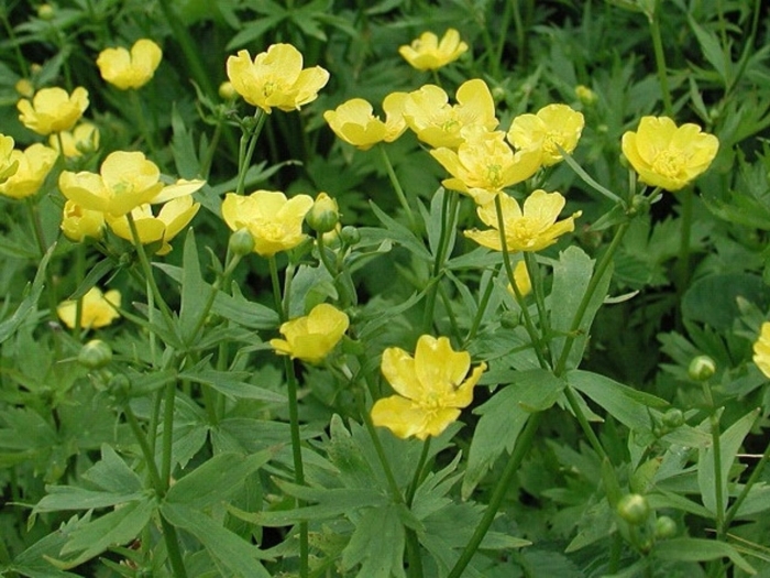 Лютик ядовитое растение