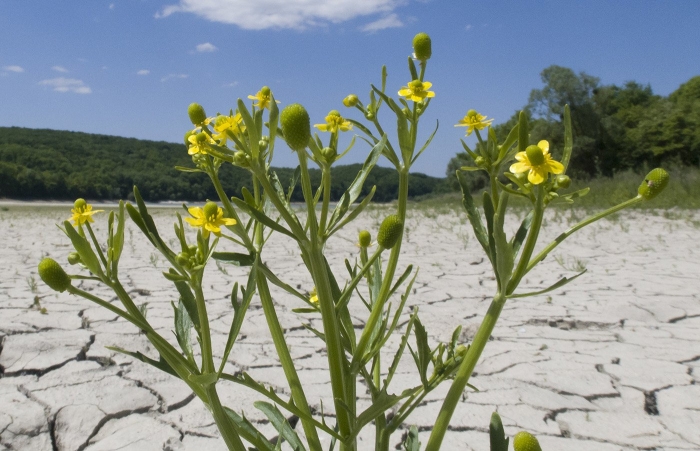 Ranunculus sceleratus