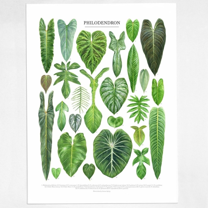 Philodendron billietiae