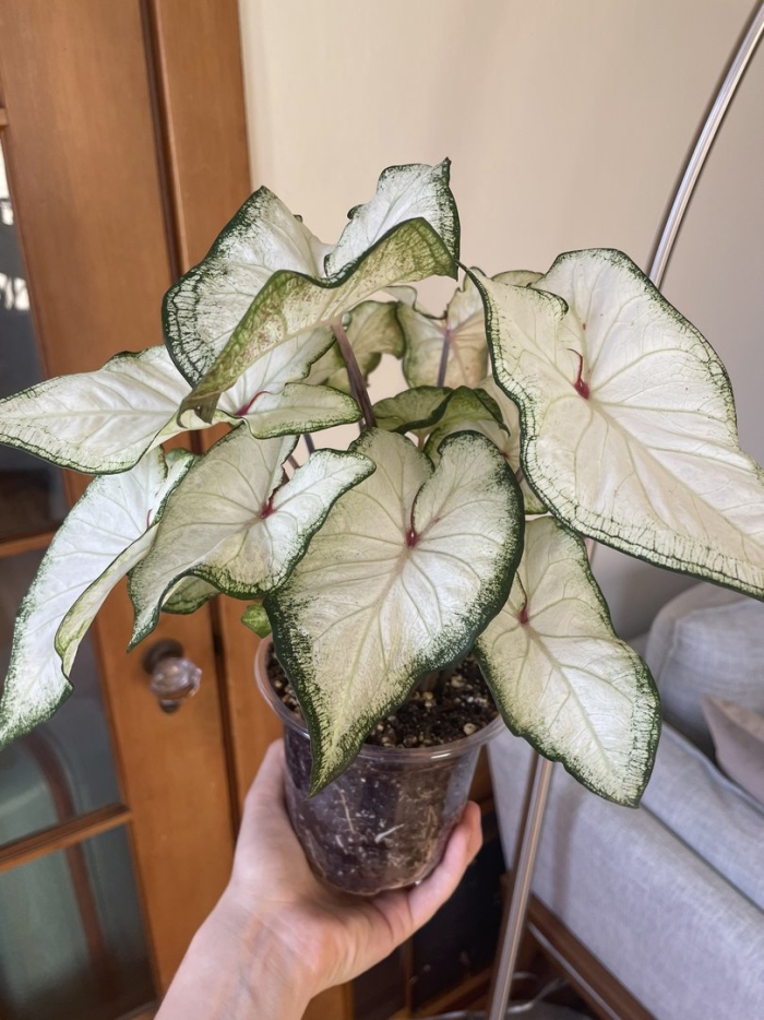 Сингониум фриклес