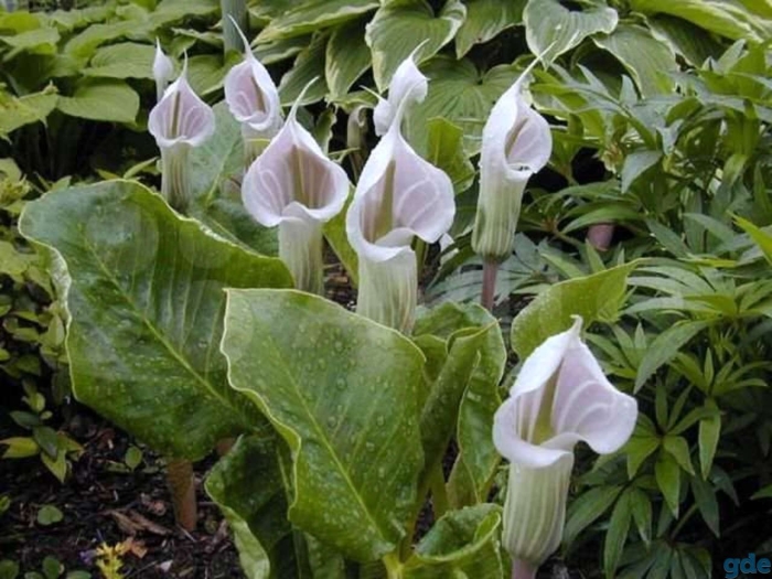 Аризема candidissimum