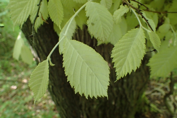 Ulmus glabra