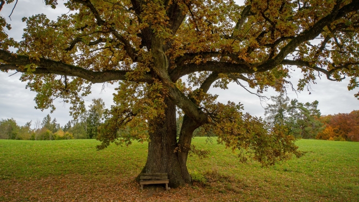 Дуб черешчатый quercus robur