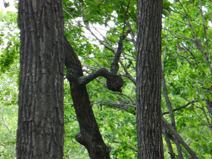 Дупло в дереве