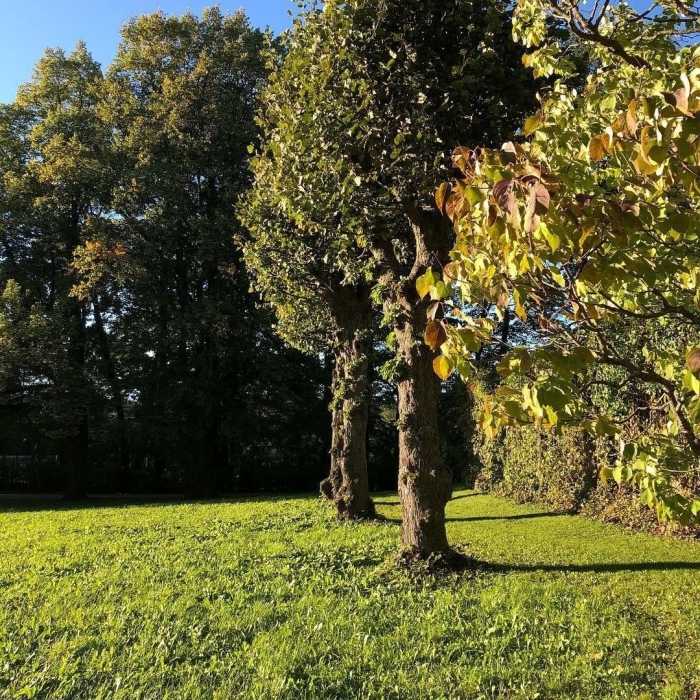 Ильмак дерево