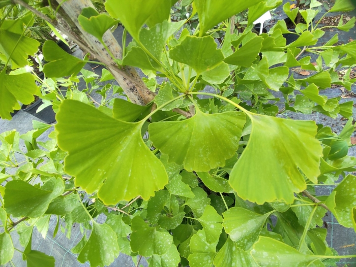 Гинкго билоба дерево