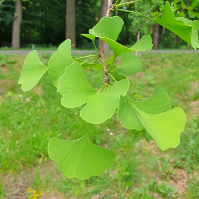 Растение гинкго двулопастный
