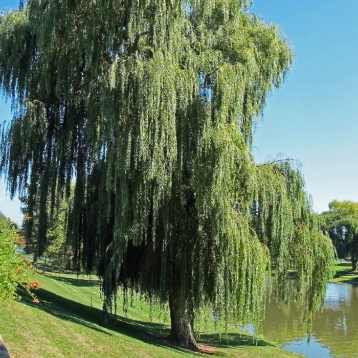 Плакучая ива дерево