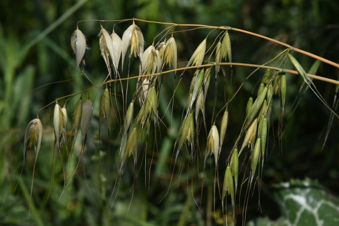 Овсюг полевой