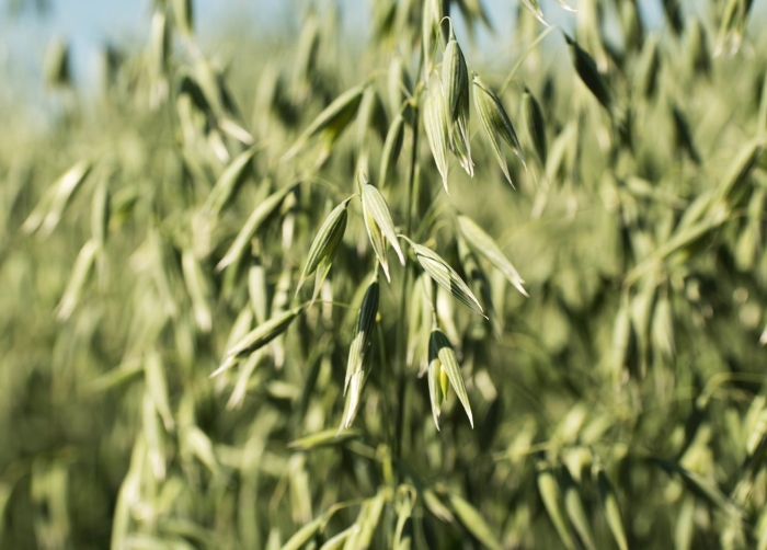 Овес яровой боррус