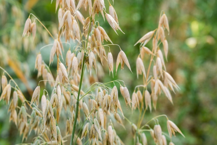 Овес посевной (avena sativa)