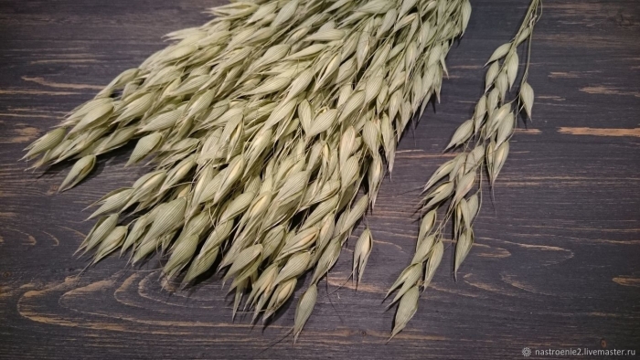 Овсюг сухоцвет