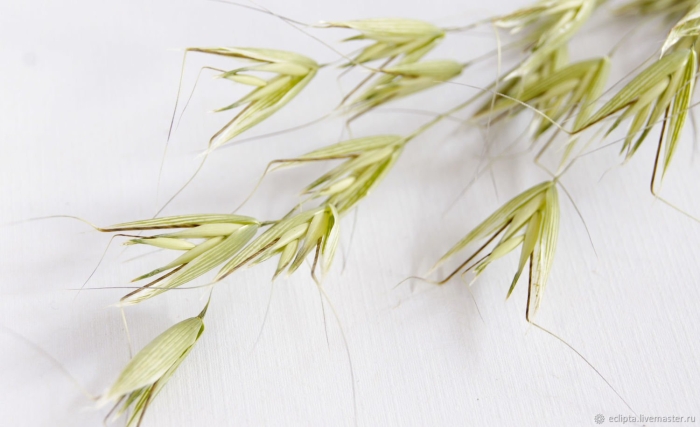 Овсюг обыкновенный