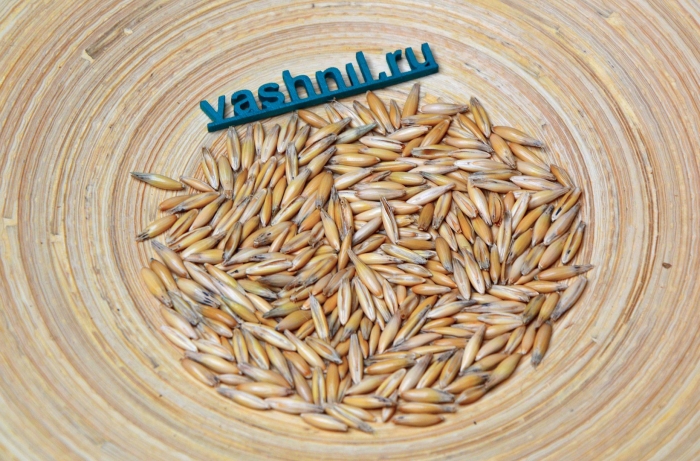 Овес голозерный кг