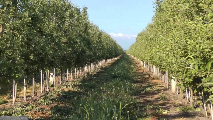 Интенсивные грушевые сады