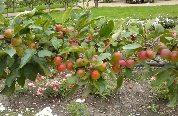 Яблоня братчуд