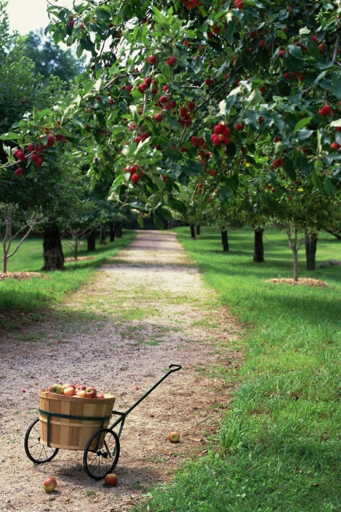 Apple tree farm