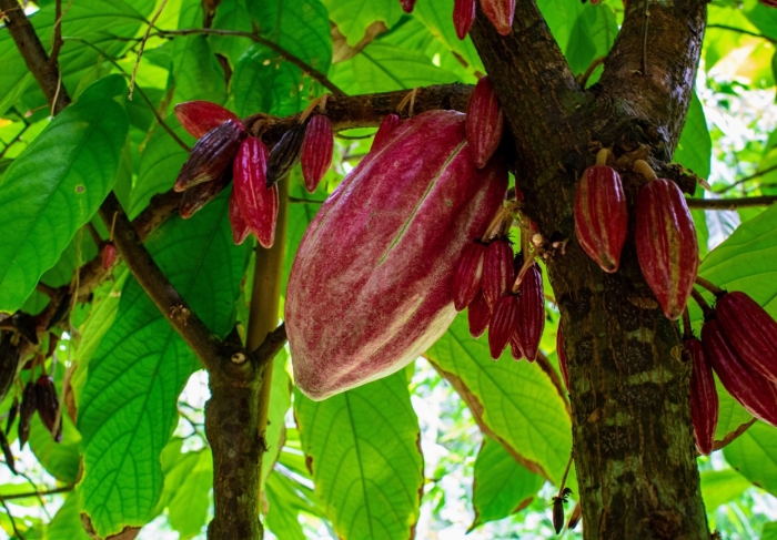 Theobroma cacao