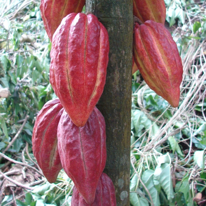 Какао (theobroma cacao)