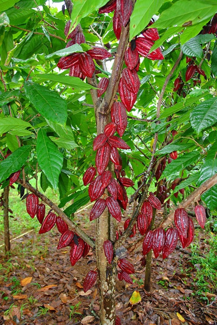 Какао в южной америке